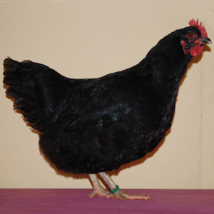 Gallina Beltza