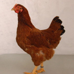 Gallina Gorria