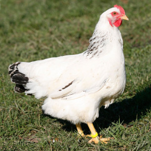 Gallina Zilarra