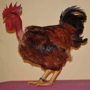 Gallo Leposoila