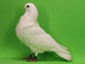 Buchón Canario