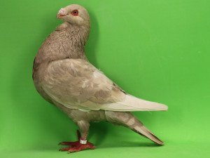 Buchón Granadino