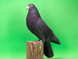 Buchón Valenciano