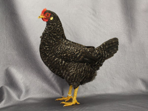 Gallina Pedresa