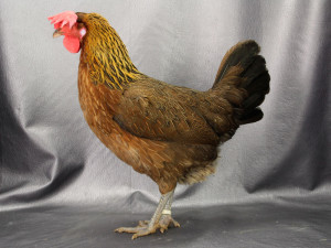 Gallina Utrerana