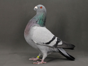 Palomo Jienense