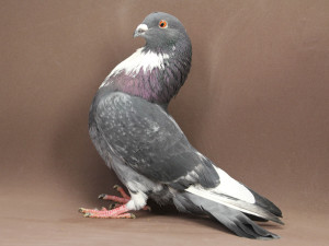 Moroncelo