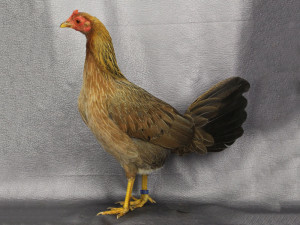Combatiente espanol hembra