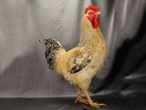Gallina Serrana de Teruel